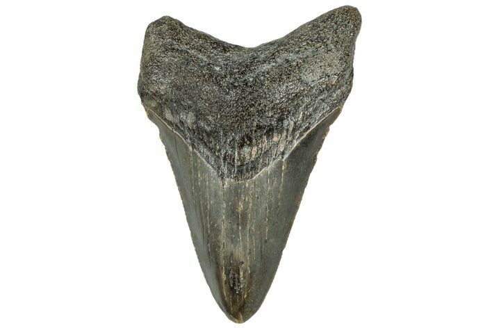 Serrated, Juvenile Megalodon Tooth - North Carolina #307312